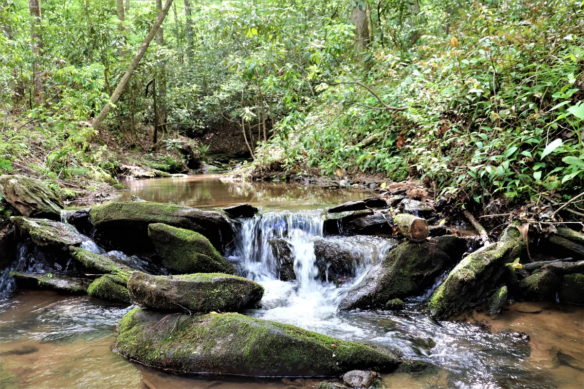 A tranquil woodland creek with flowing water weaving around moss-covered rocks, surrounded by tall trees. Dappled sunlight casts reflections on the water, creating a sense of calm and natural beauty. The lush setting invites exploration and is perfect for outdoor adventures with pets.