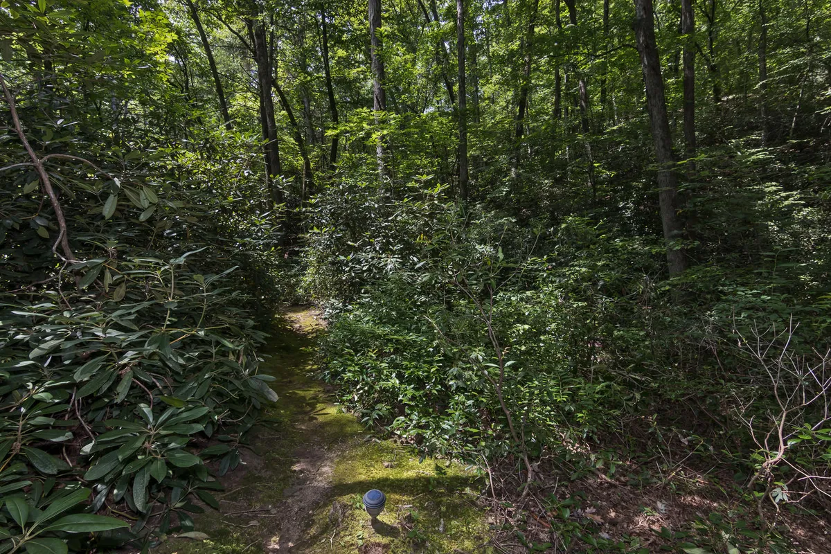 A sun-dappled, mossy path winding through lush greenery, perfect for nature walks and exploring trails. The area feels serene, inviting guests to discover local wildlife and enjoy peaceful moments amid nature.